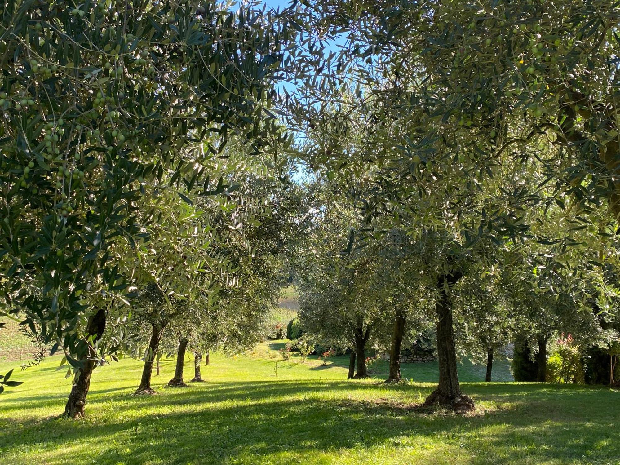 Podere Casanuova San Gimignano Exteriér fotografie