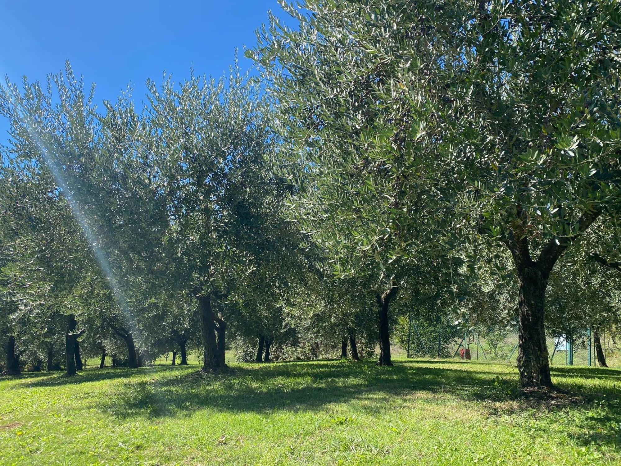 Podere Casanuova San Gimignano Exteriér fotografie